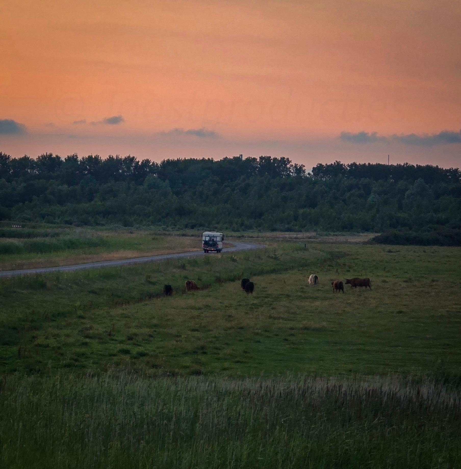 Camper op een weggetje door een weiland met Schotse hooglanders