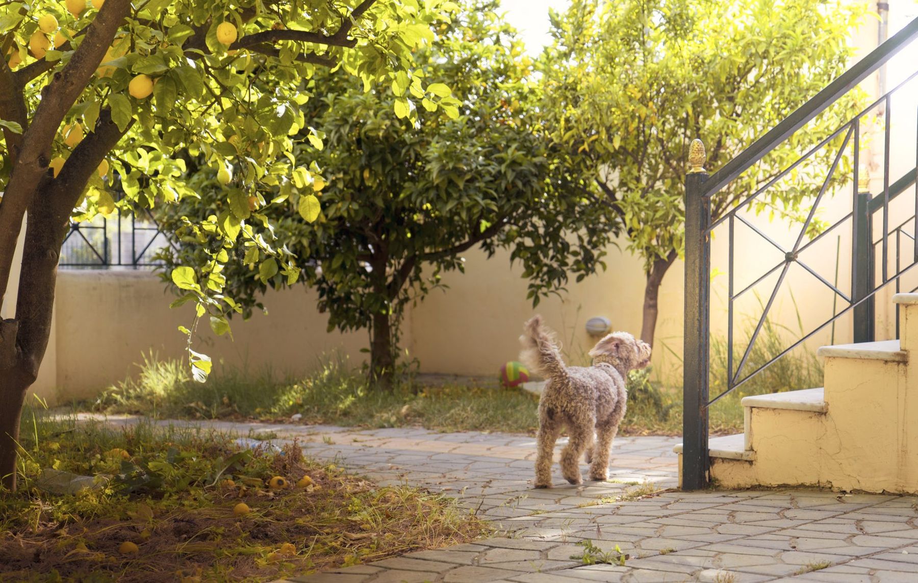 Kleine hond in een tuin tussen de citroenbomen